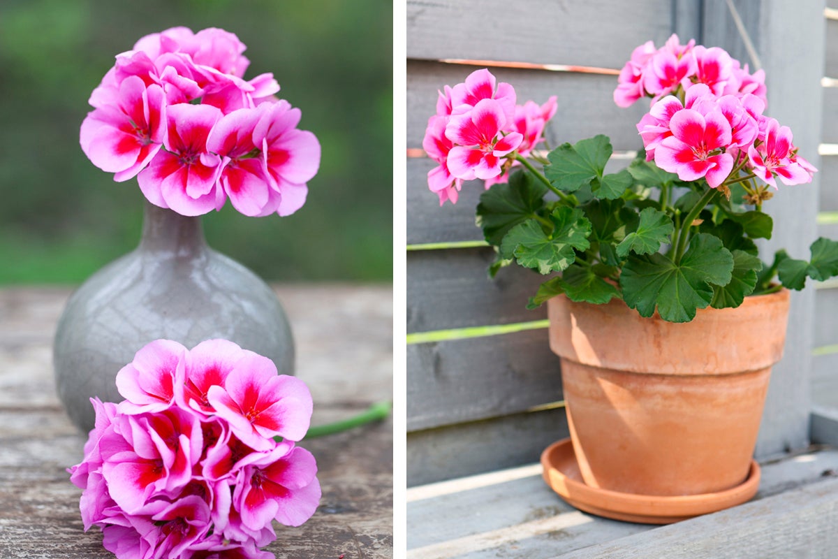 Pelargoner i vas och blomkruka på bord och bänk