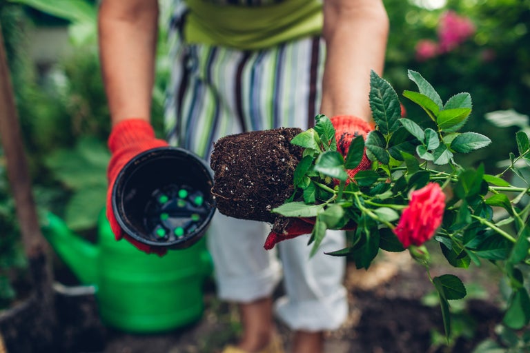 En person håller en ros med rotklump och en blomkruka.
