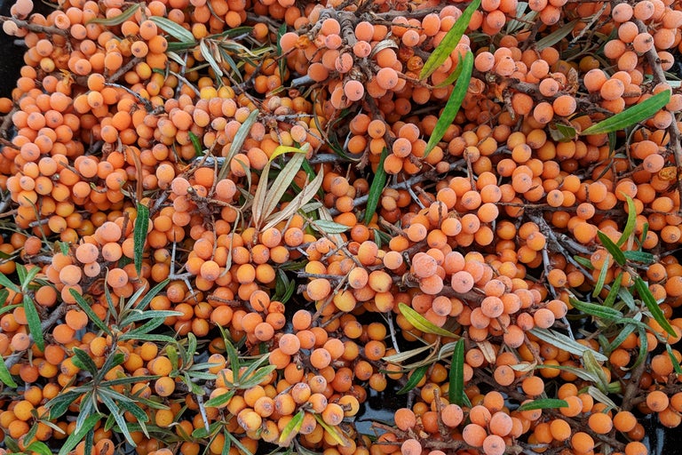 Närbild av havtornsbär med kvistar och blad