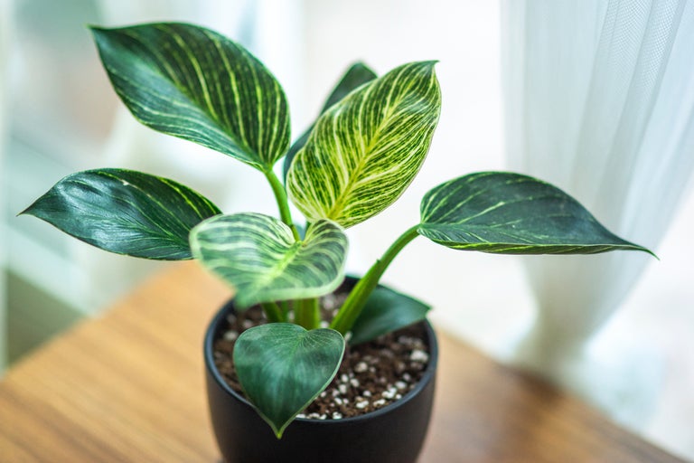 Fikus retusa krukväxt i en kruka