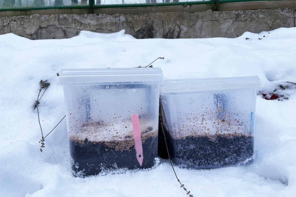 Två transparenta förvaringslådor med jord och frön i snön