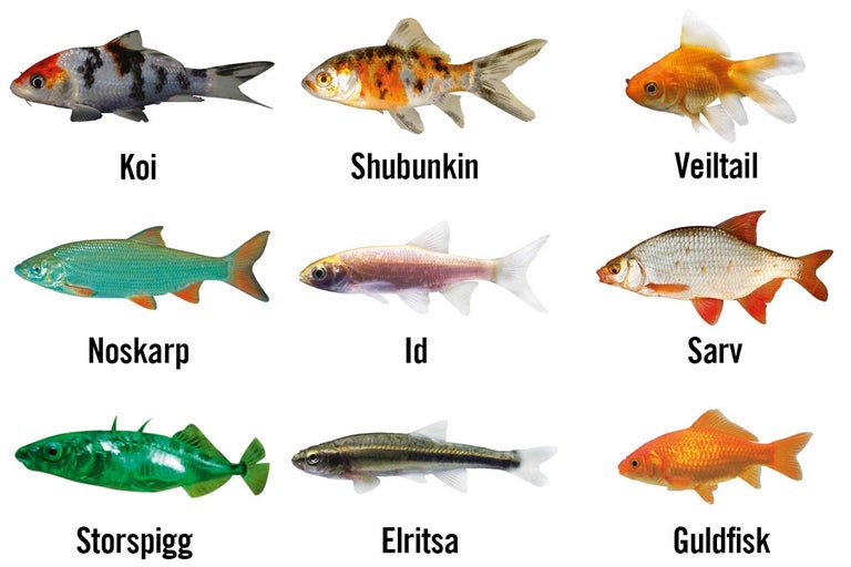 Olika fiskarter: Koi, Shubunkin, Slöjstjärt, Id, Guldfisk, Mört, Storspigg, Elritsa och Guldfisk