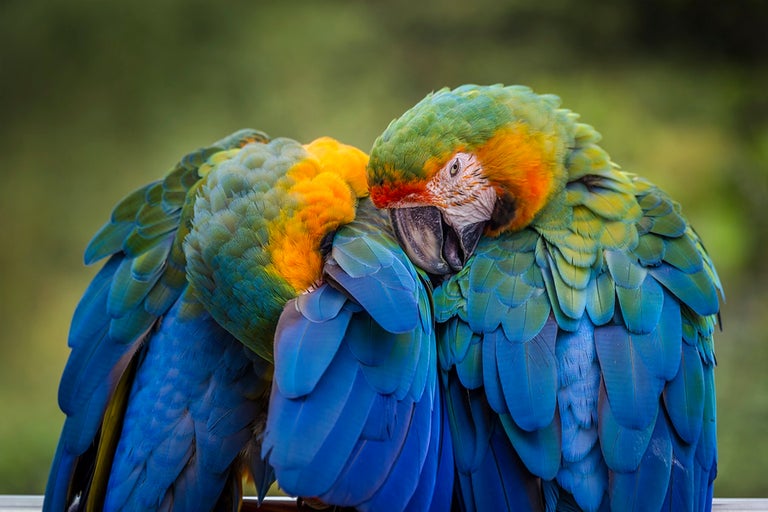 Två aror gosar med varandra