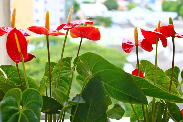 Skötselråd för rosenkalla