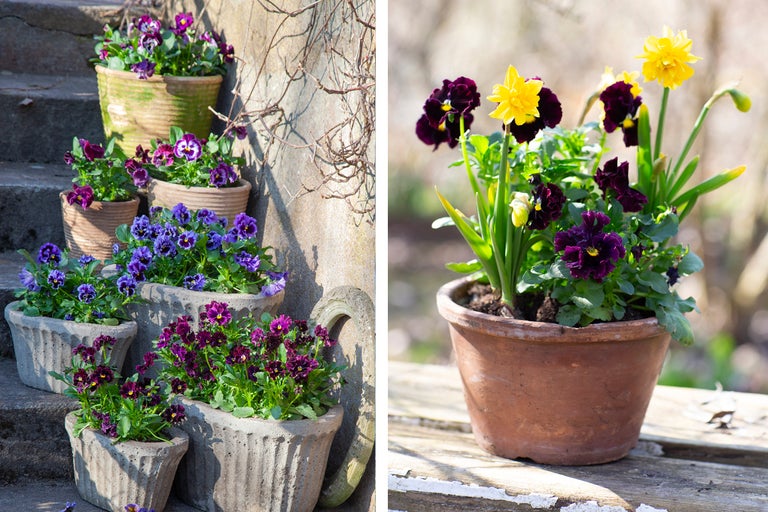 Blomsterarrangemang med penséer och påskliljor i blomkrukor