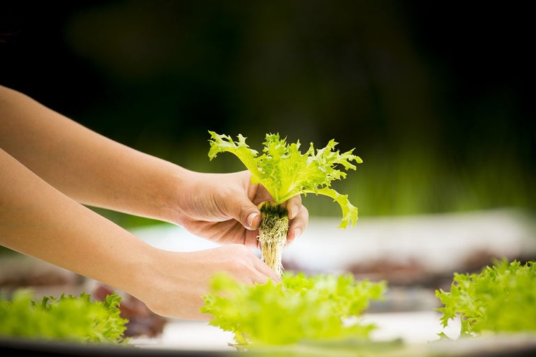 Sallad hålls i händerna för hydroponisk odling.