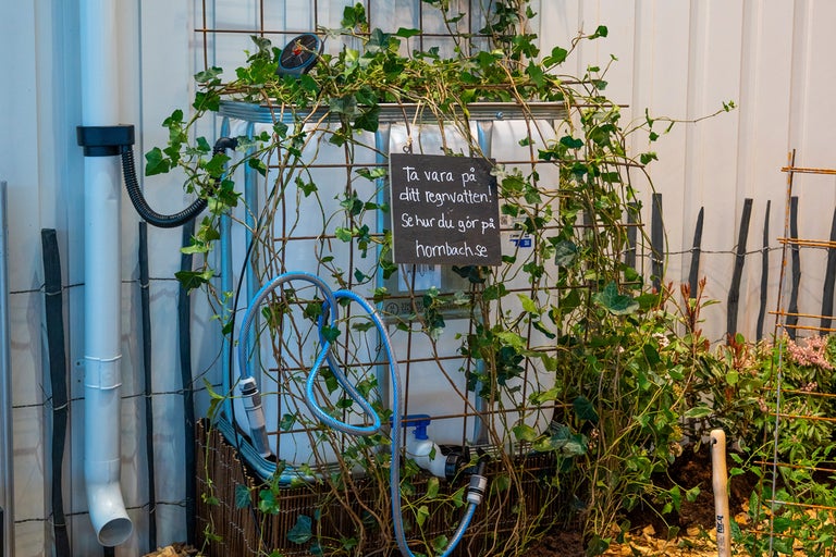 Regnvattentank i metallgaller täckt med murgröna, ansluten till ett stuprör, med en trädgårdsslang och en informationsskylt.