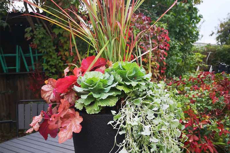 Blomsterarrangemang i kruka med prydnadskål, alunrot och prydnadsgräs i trädgården.