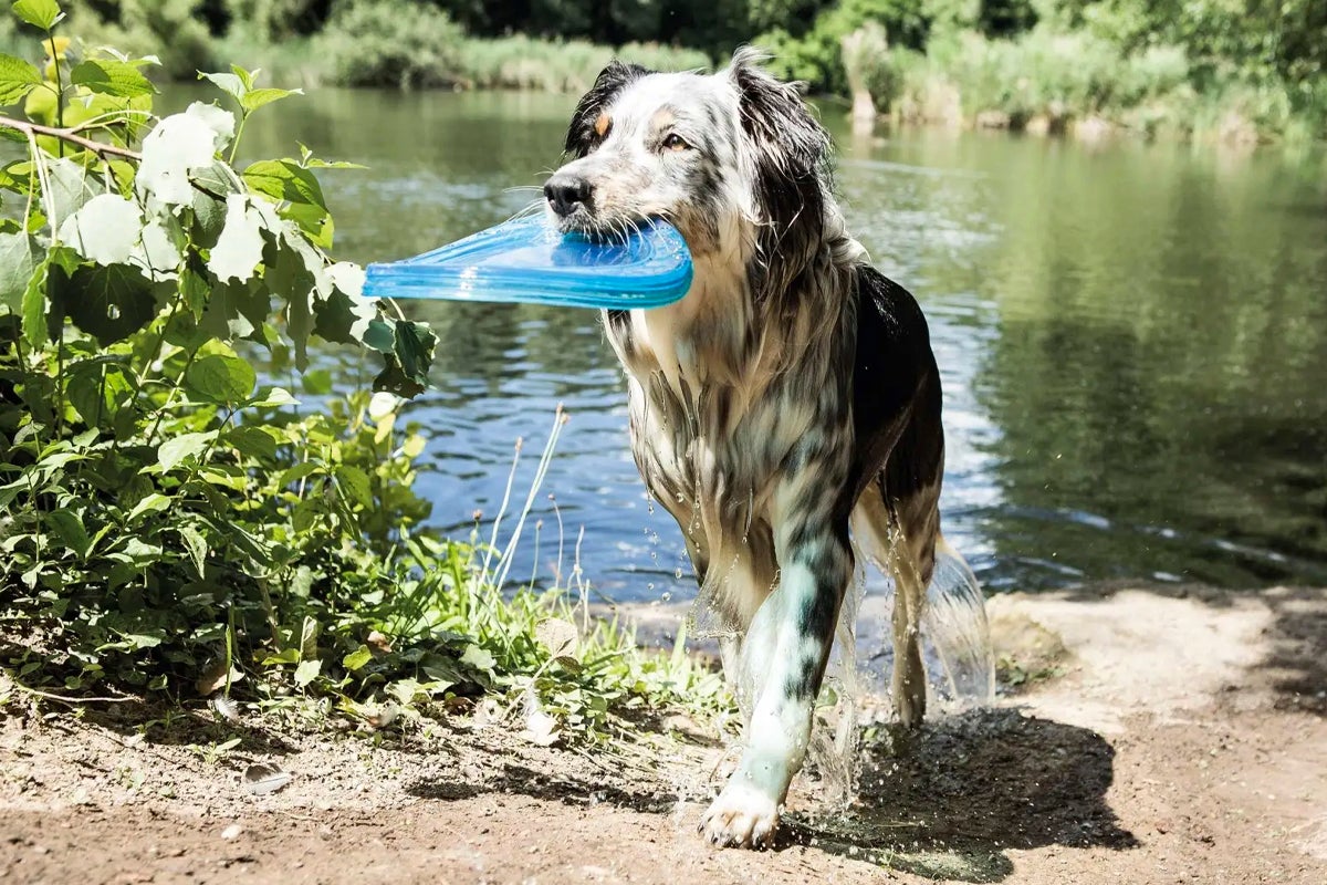 Hund apporterar frisbee från vattnet