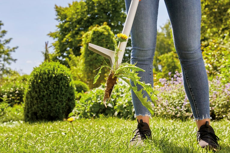 En person tar bort maskrosor med en ogräsjärn i trädgården.