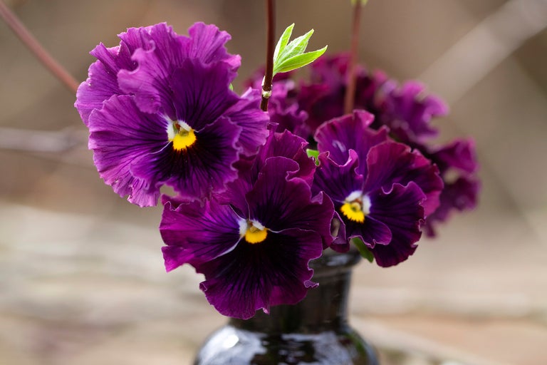 Närbild av violer i en vas