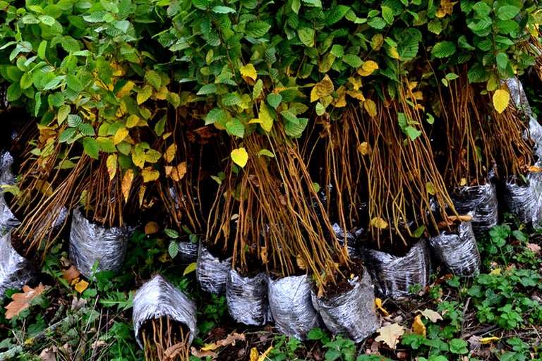 Flera avenbokplantor i krukor