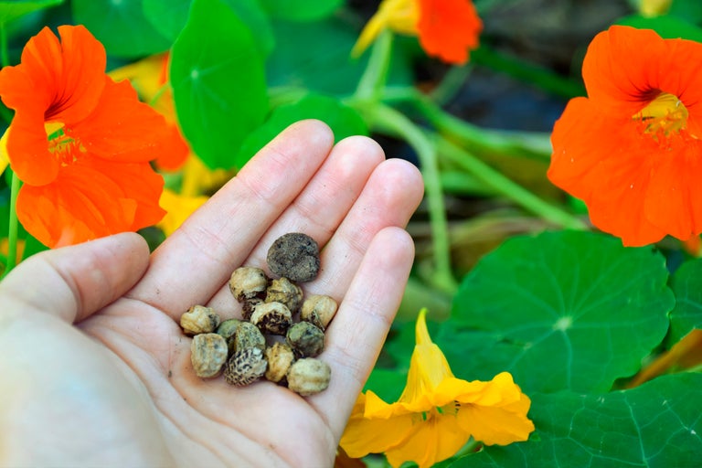Hand som håller blomsterkrassefrön mot en bakgrund av blomsterkrasseblommor