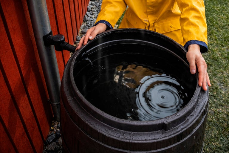 Regntunna i trälook svart fylls med regnvatten via stuprörsanslutning, person i gul regnjacka bredvid.