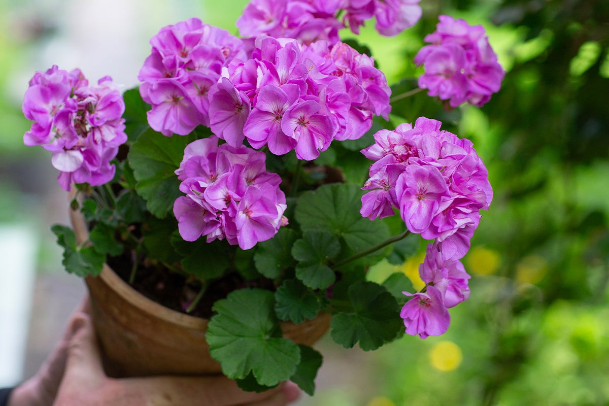 Pelargon med lila blommor i kruka