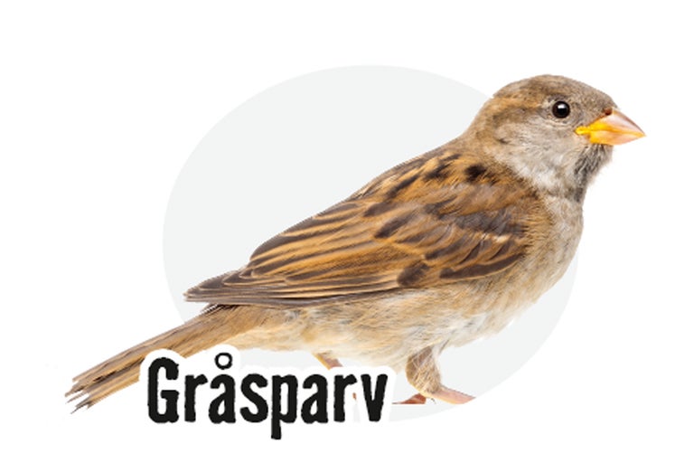 En sparv