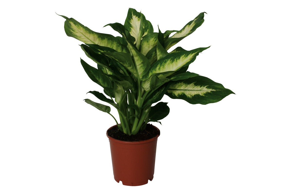 Dieffenbachia krukväxt i kruka