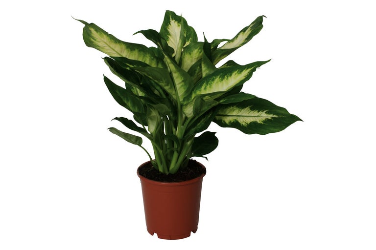 Dieffenbachia krukväxt i kruka