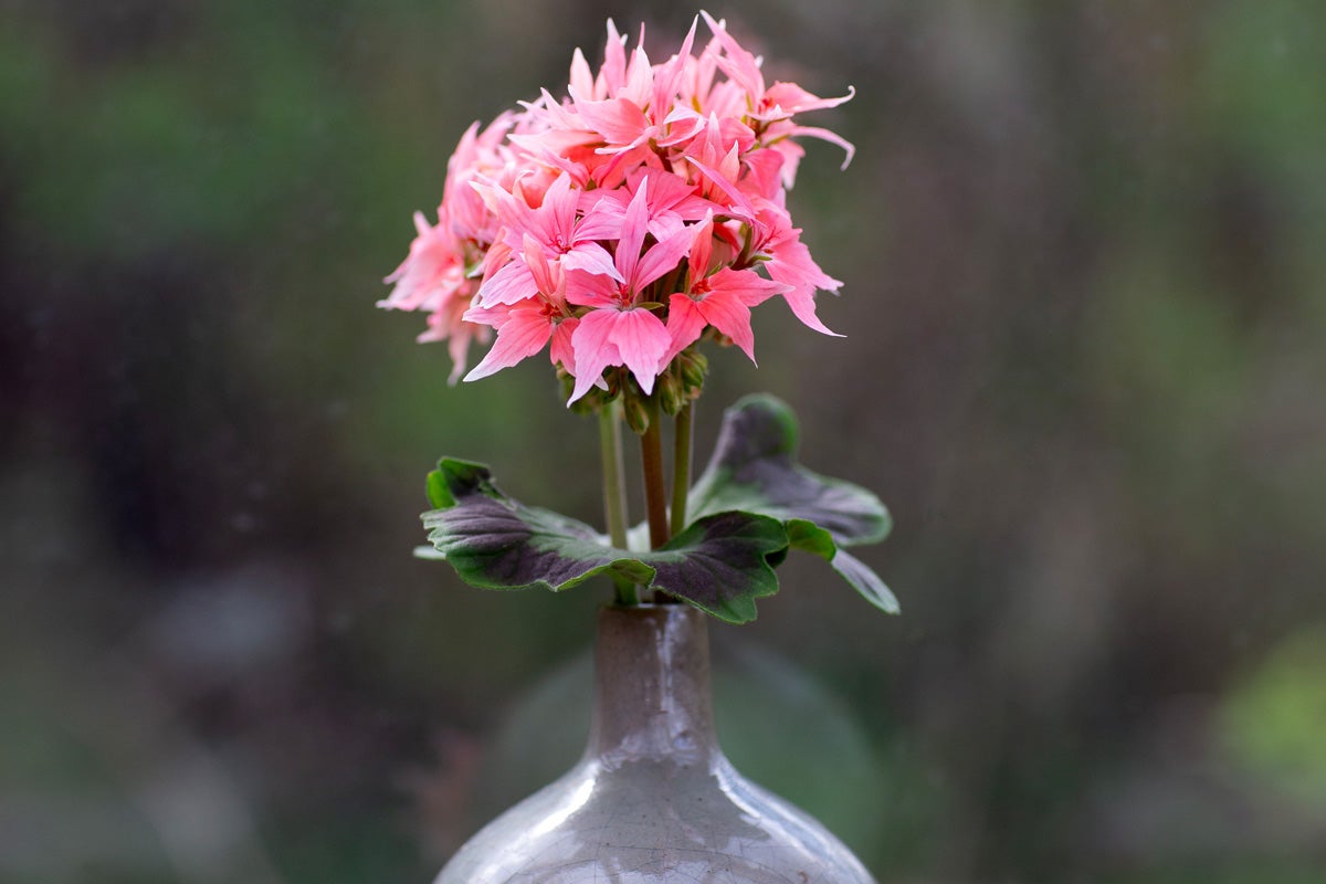 Pelargon med blomma i vas