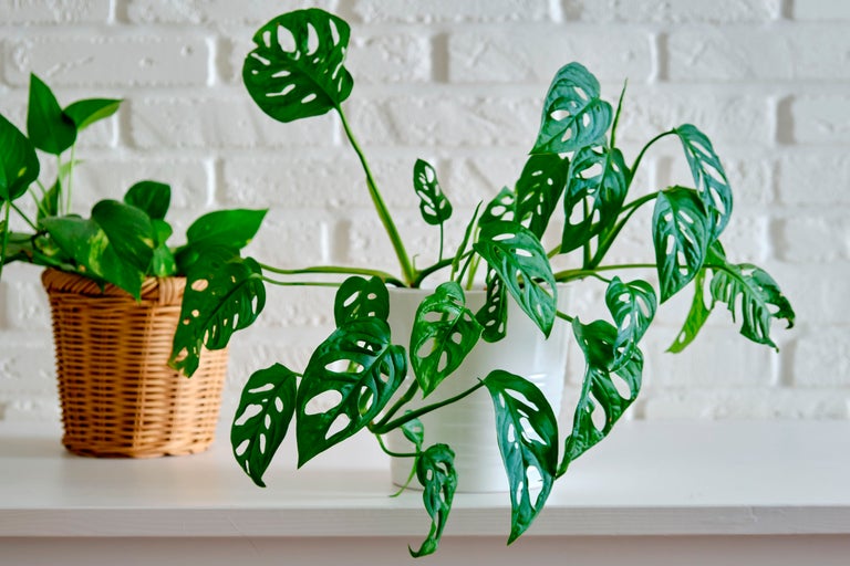 Inomhusväxter i krukor på en hylla