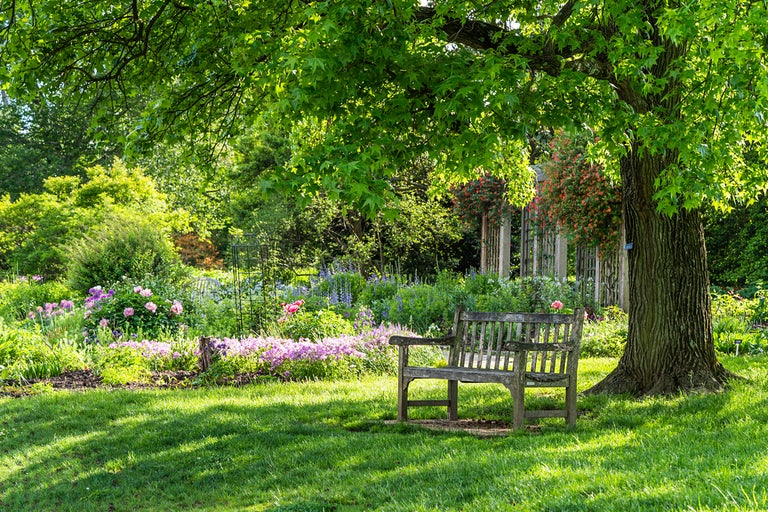Trädgårdslandskap med träd, gräsmatta och träbänk