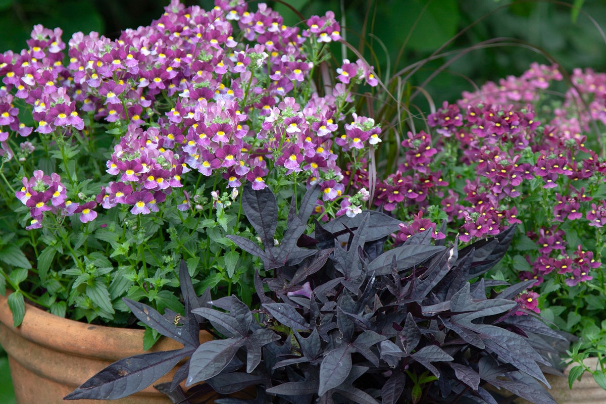 Nemesia med lila blommor och mörkbladig sötpotatisranka i en lerkruka.