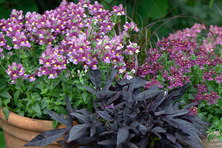 Nemesia med lila blommor och mörkbladig sötpotatisranka i en lerkruka.