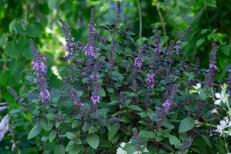 Blommande basilika i trädgården