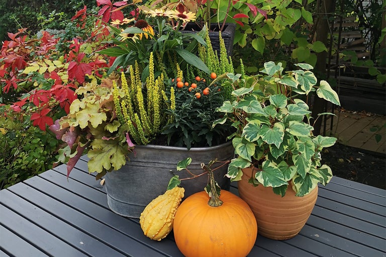 Höstdekoration med pumpor och planterade krukor på ett trädgårdsbord