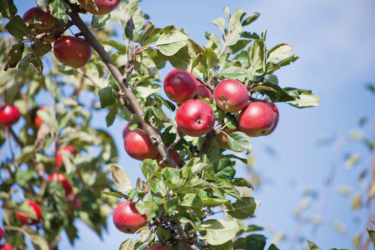 Äppelträd med mogna äpplen på grenarna