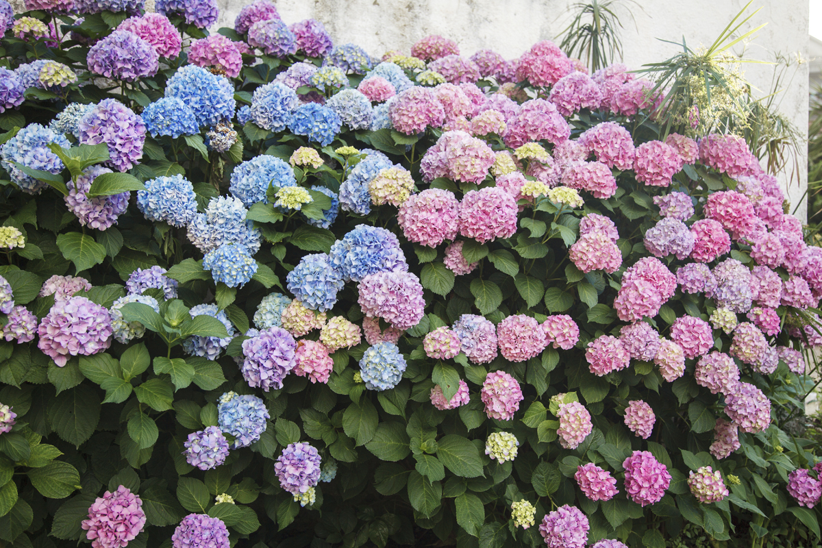 Frodig hortensiabuske med blå, lila och rosa blommor