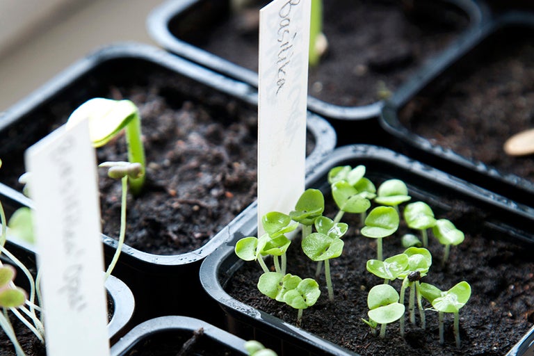 Odla brickor med basilika och andra plantor