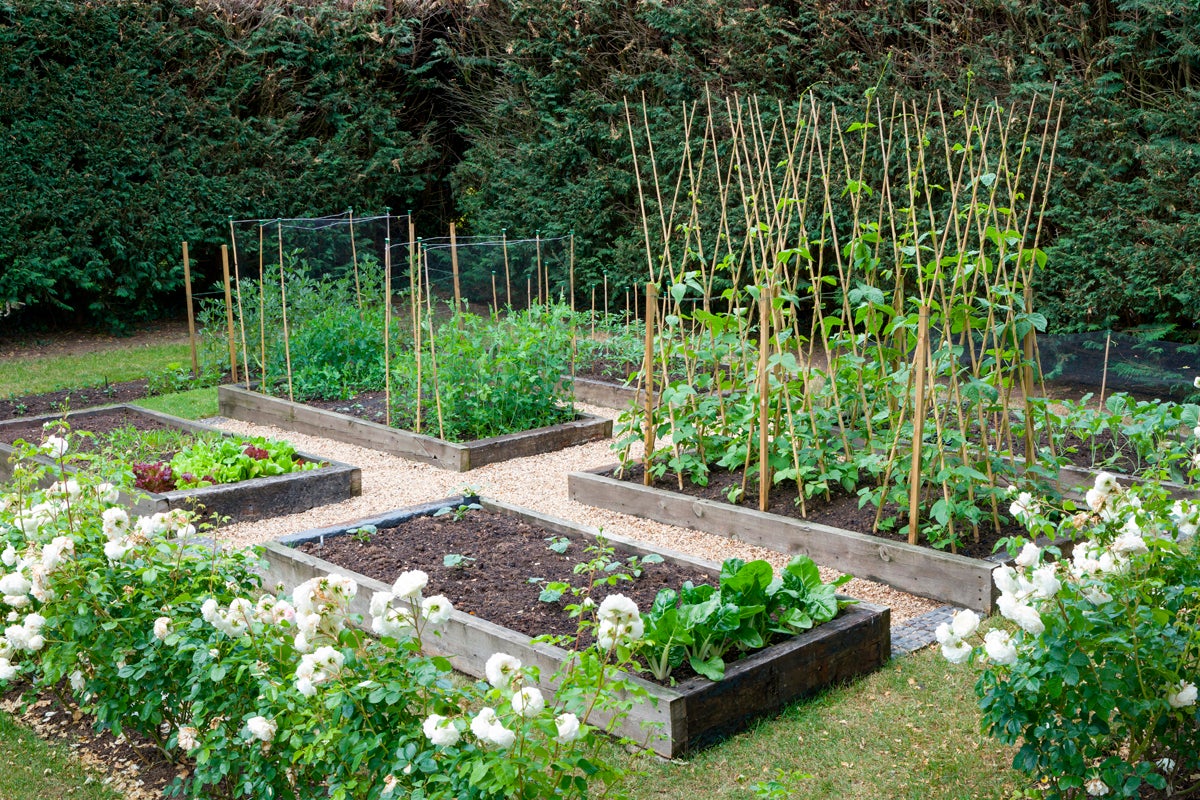 Trädgård med upphöjda grönsaksland och växtstöd av bambu
