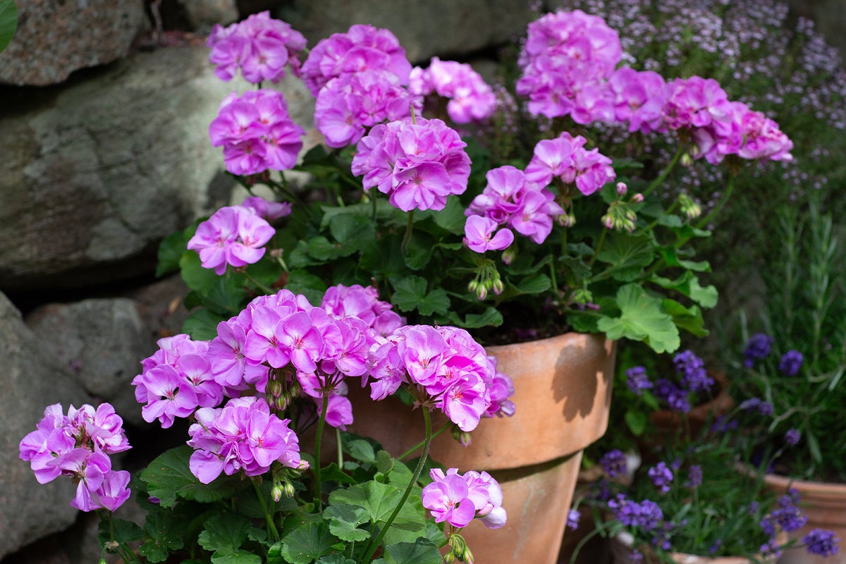 Pelargoner i lerkrukor med lila blommor