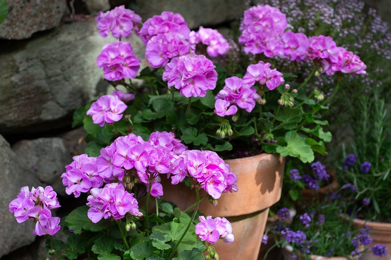 Pelargoner i lerkrukor med lila blommor