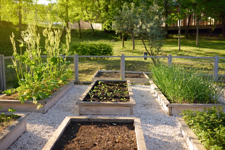 Trädgård med upphöjda rabatter, planterade med rabarber, sallad och andra grönsaker