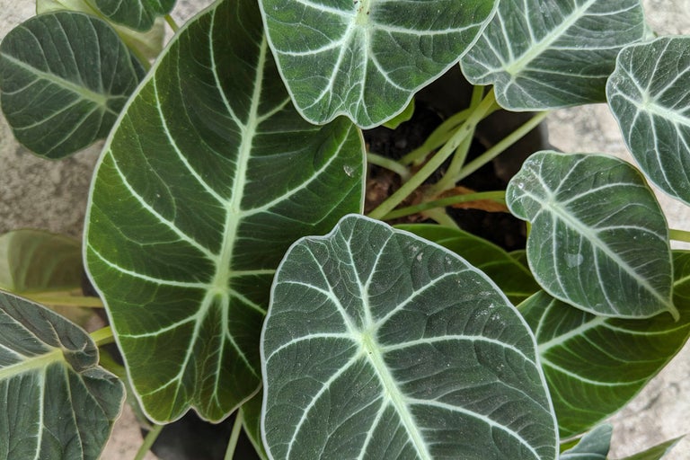 Närbild av en krukväxt med stora, mörkgröna blad och ljusa bladnerver.