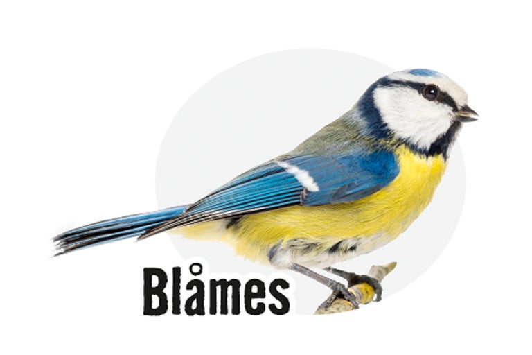 Blåmes fågel på en gren