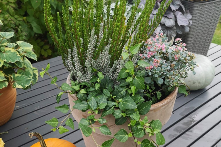 Höstplantering i en planteringslåda med ljung, fetknopp och murgröna på ett trädgårdsbord.