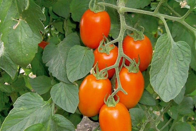 Buske med avlånga tomater