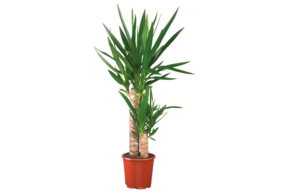 Yucca krukväxt i kruka