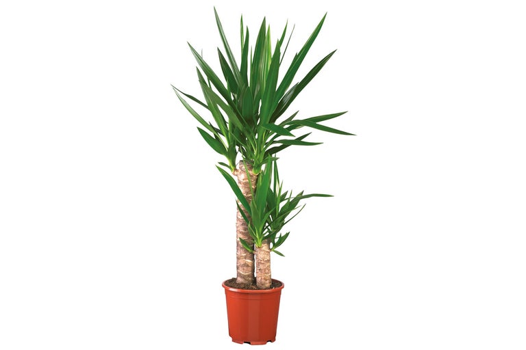 Yucca krukväxt i kruka