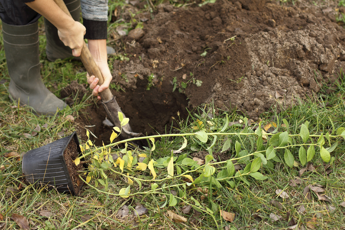 En person gräver ett hål med en spade för att plantera en växt