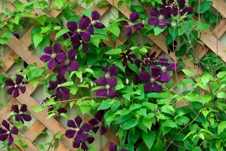 Klematis växt med blad och blommor på ett trästaket