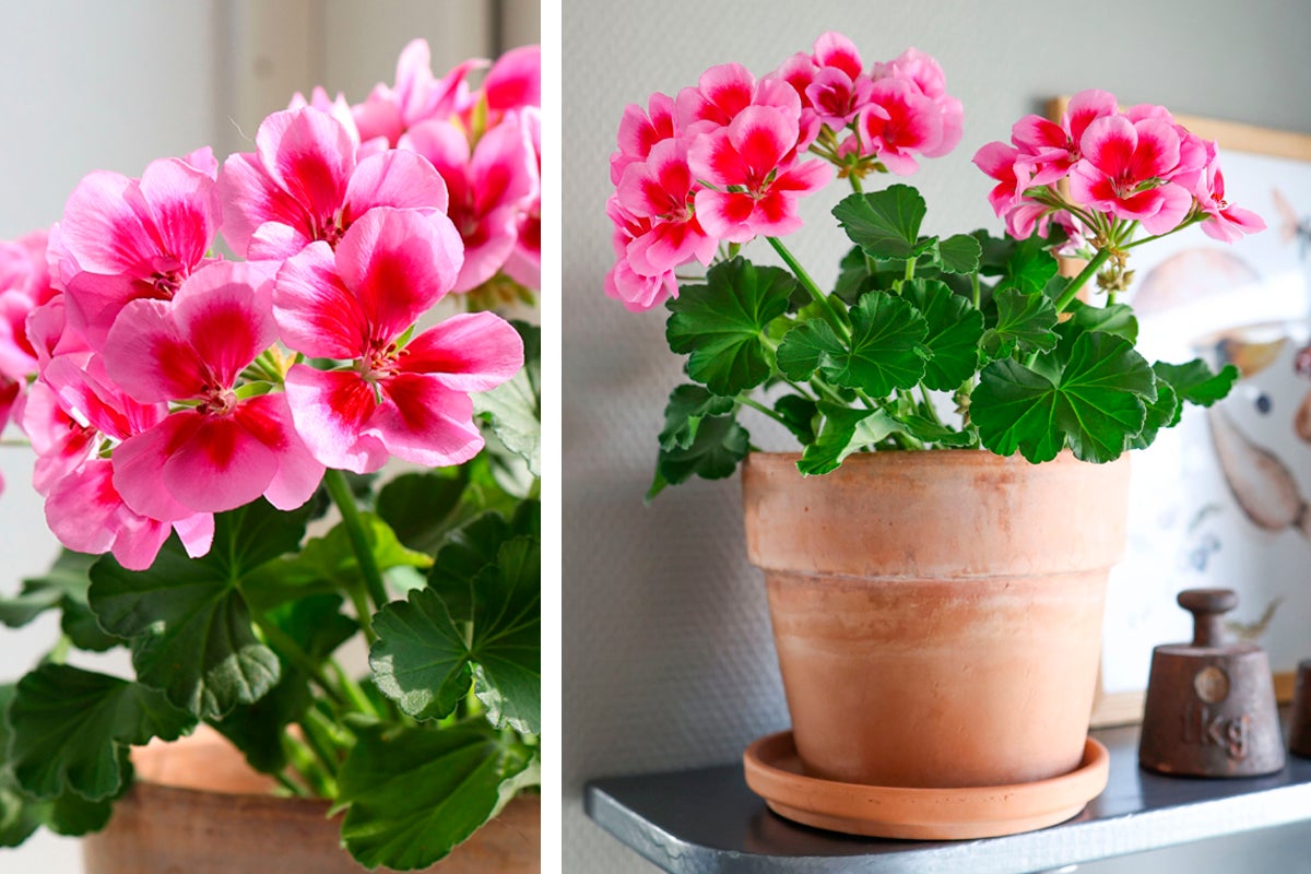 Pelargon i terrakottakruka med rosa blommor.