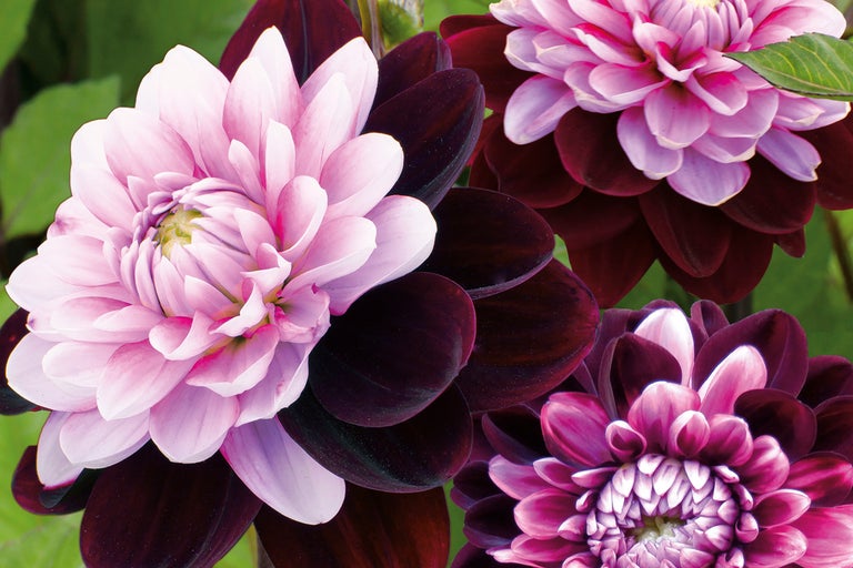 Närbild av dahliablommor med mörka blad