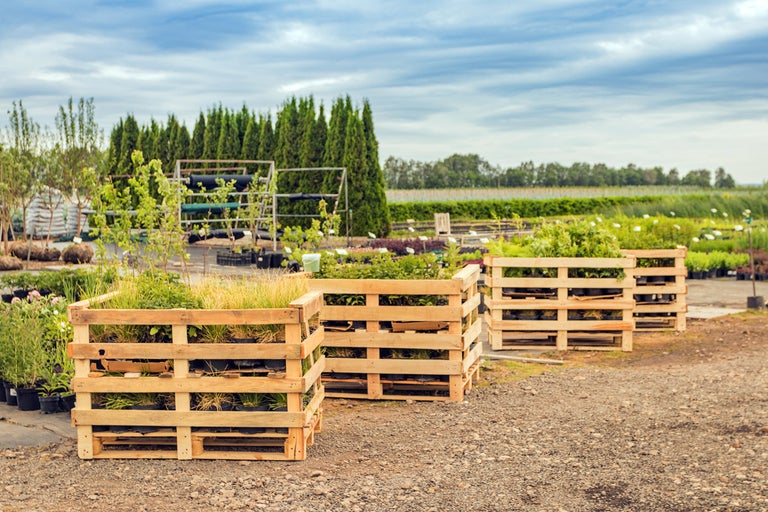 Trälådor med olika växter i en plantskola.
