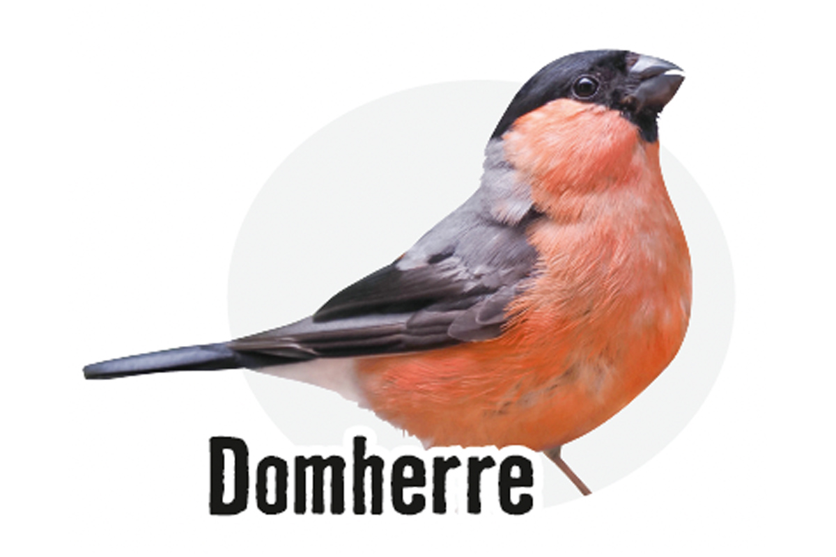 Domherre fågel närbild