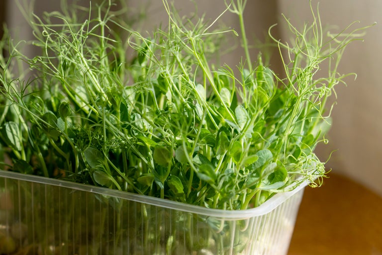 Ärtgroddar i en transparent plastförpackning