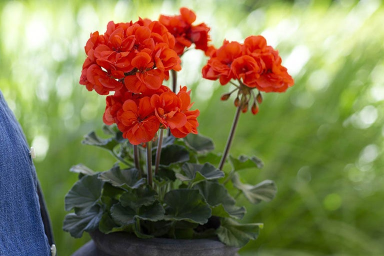 Pelargonblommor i en kruka